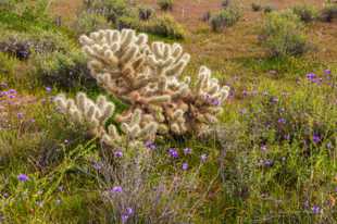 Cholla cactus-9931.jpg